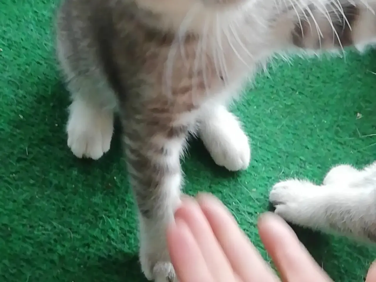 Billede 12 - Grey – en høflig og kærlig Scottish Fold han søger