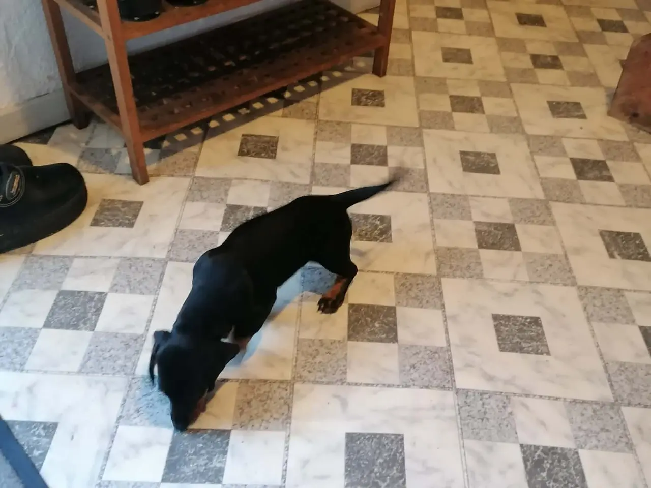 Billede 4 - Hundehvalp til salg. Det er en tæve. 