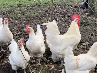 Rugeæg fra racehøns