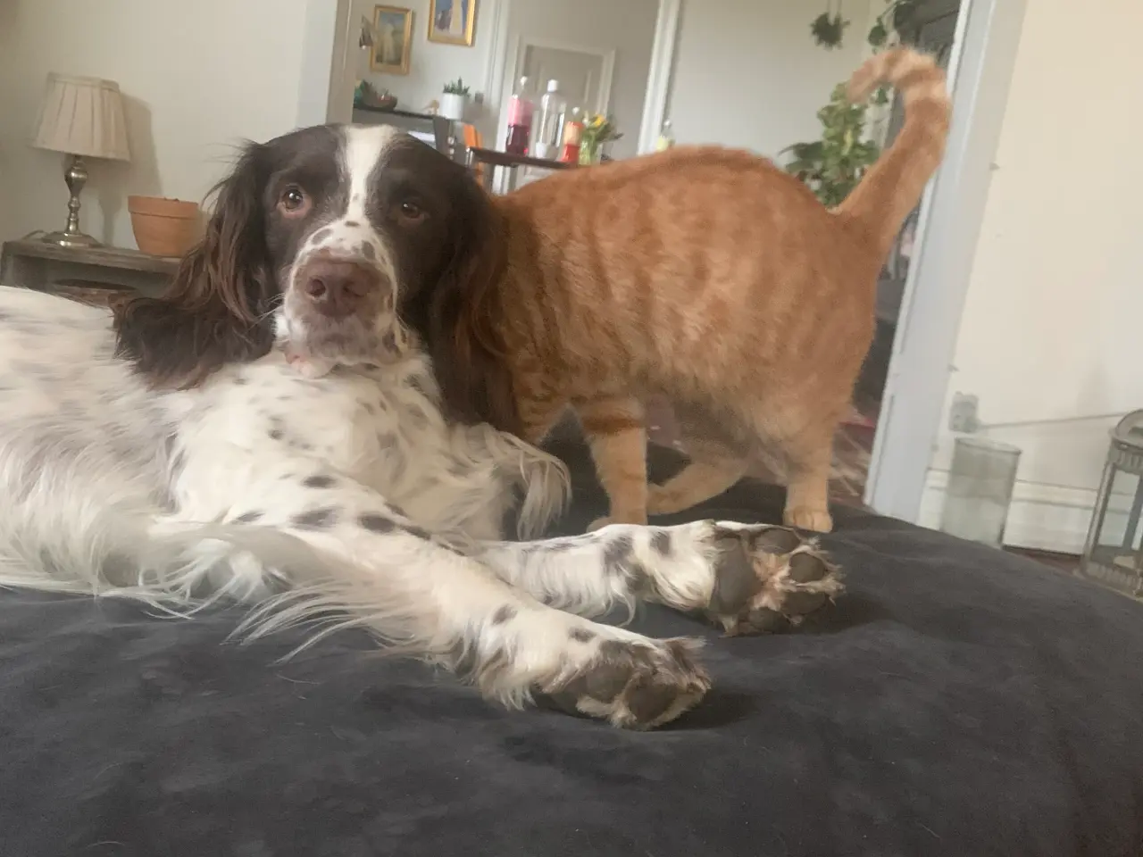 Billede 4 - Hanhund til Parring FT springer spaniel