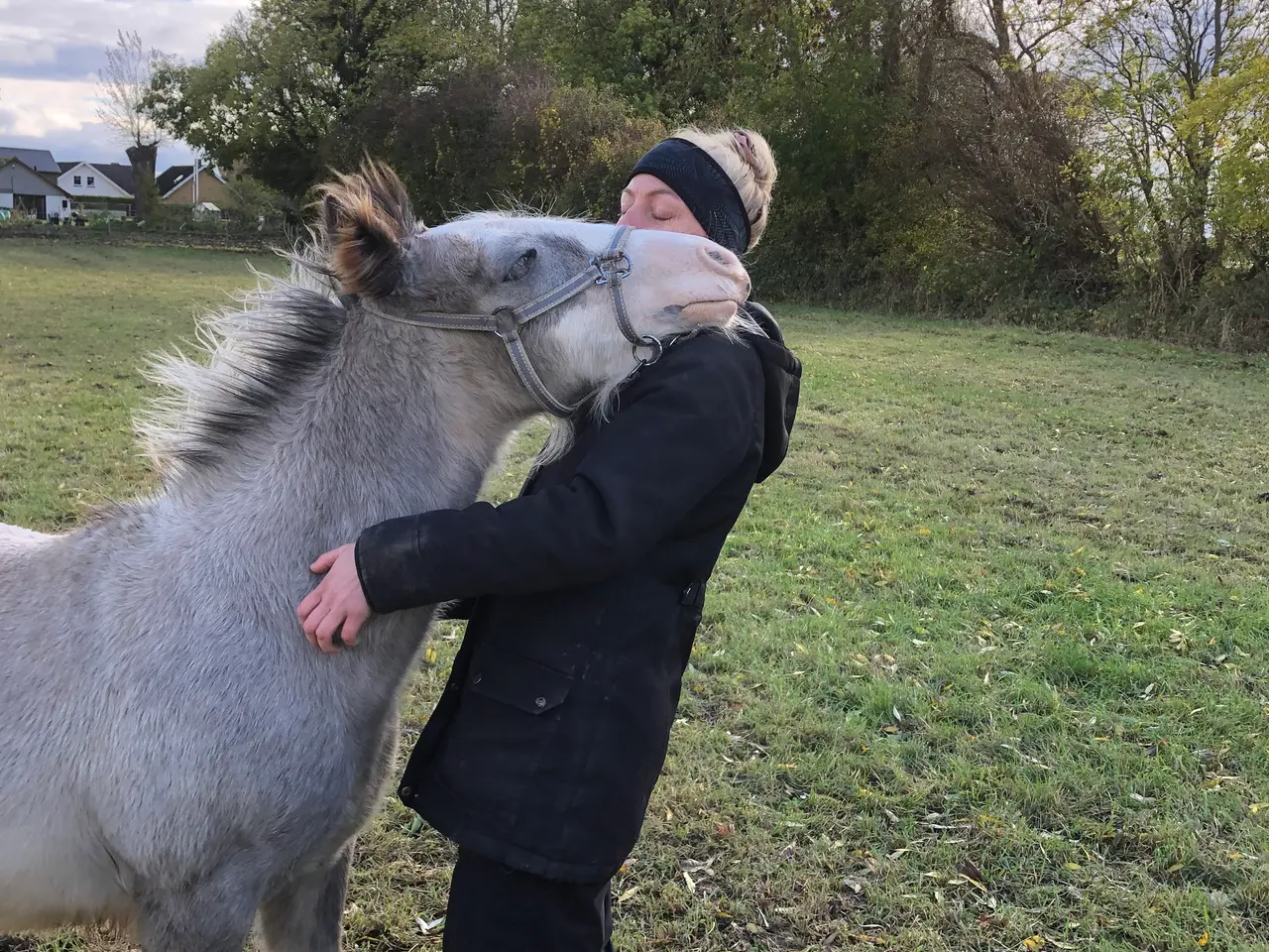 Billede 8 - Irish cob hingsteføl fra maj 2025