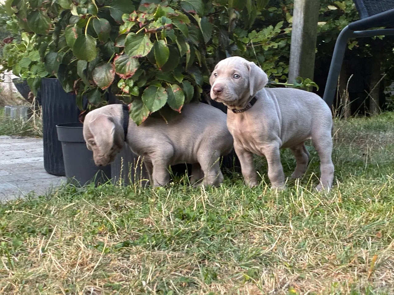 Billede 3 - Weimaraner hvalpe søger nyt hjem.