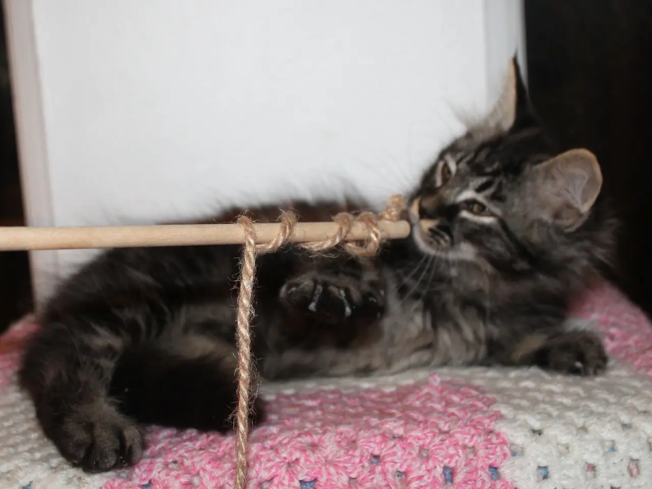 Billede 4 - 🤎 En rigtig kælepot med store poter 🌿 Maine Coon