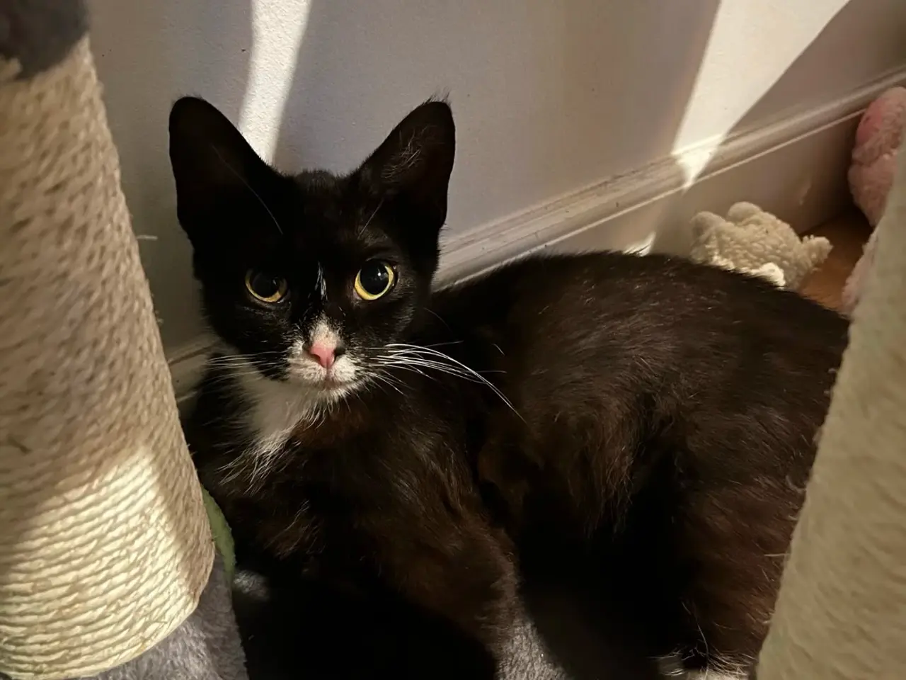 Billede 1 - Sort og hvid kat