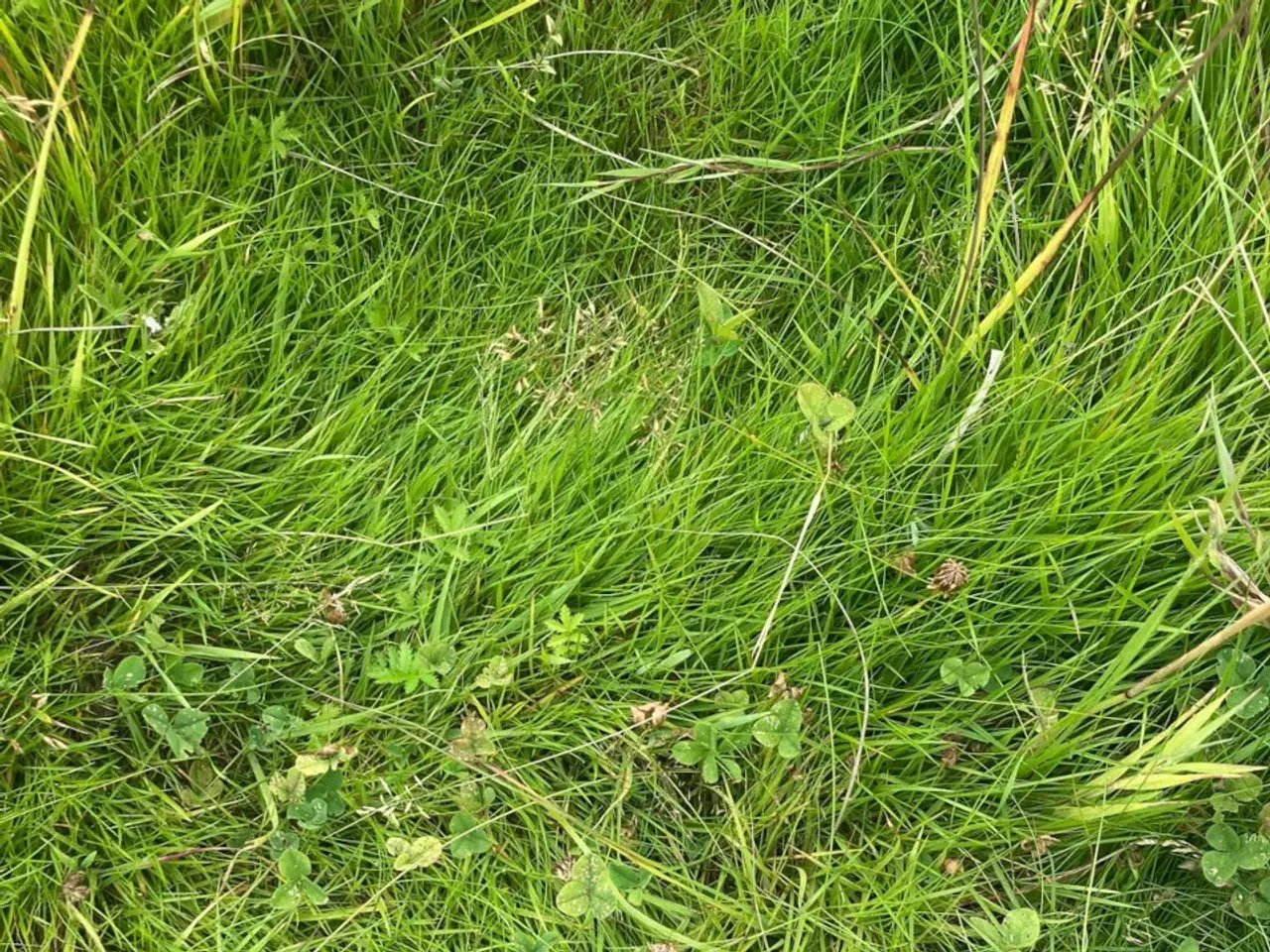 Billede 5 - Øko wraphø i lange Minibig (160 cm)