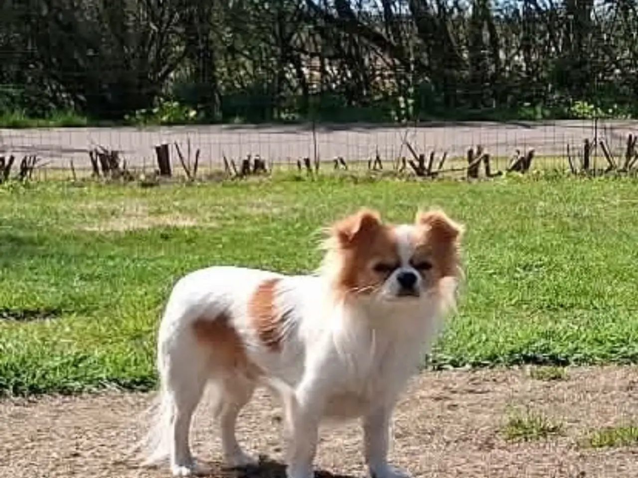 Billede 9 - Chihuahua langhåret 