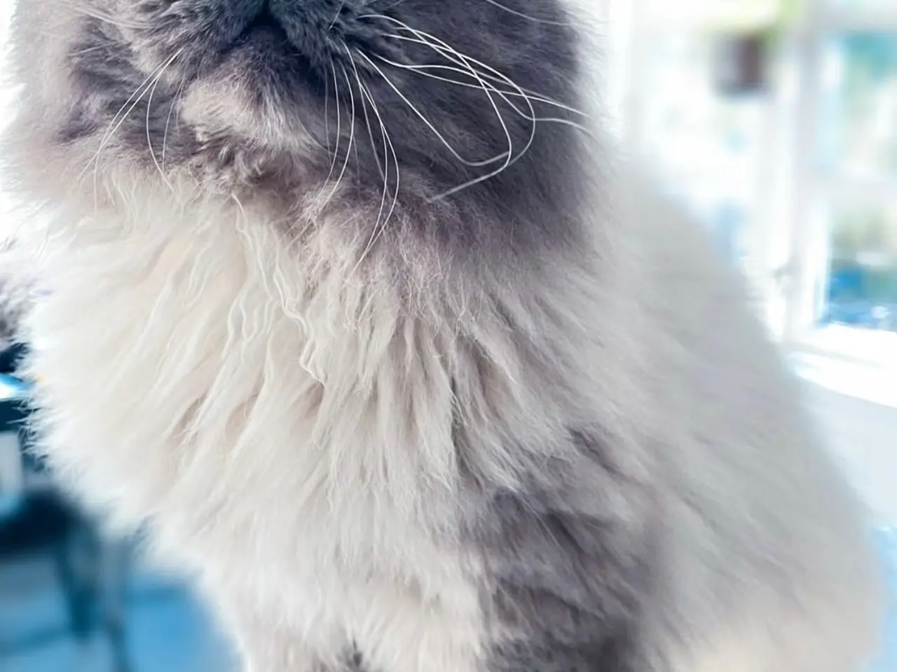 Billede 9 - Dejligste Ragdoll killinger 😻