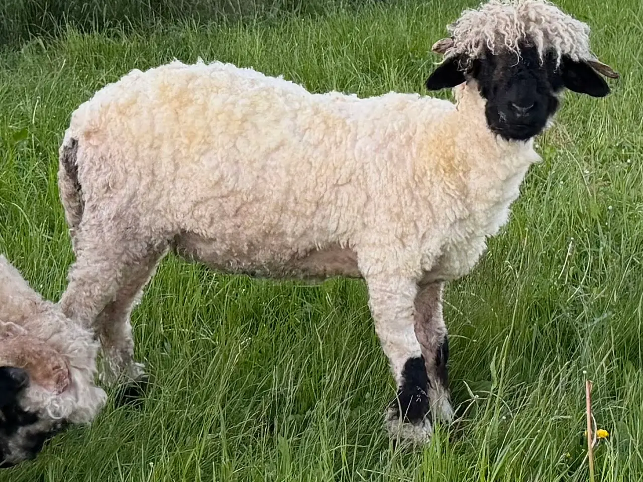 Billede 2 - Gimmer 7 mdr. Valais Blacknose