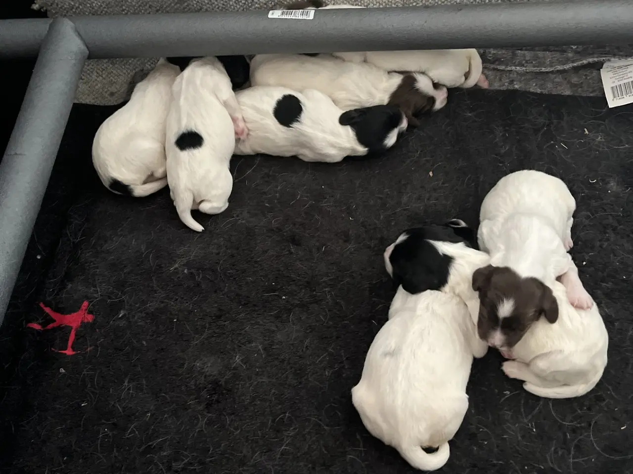 Billede 2 - FT springer spaniel hvalpe