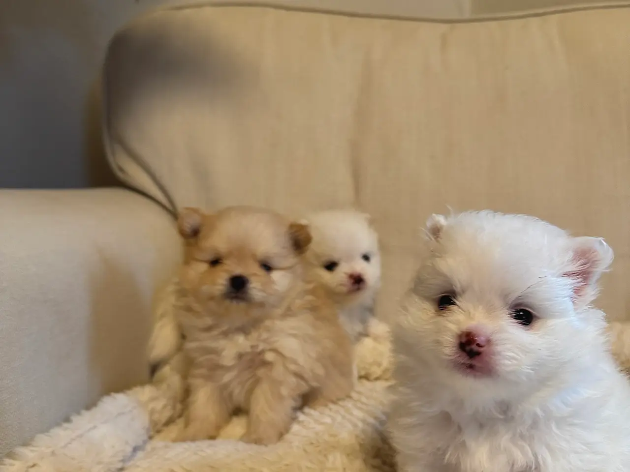 Billede 4 - Ægte Pomeranian Hvalpe