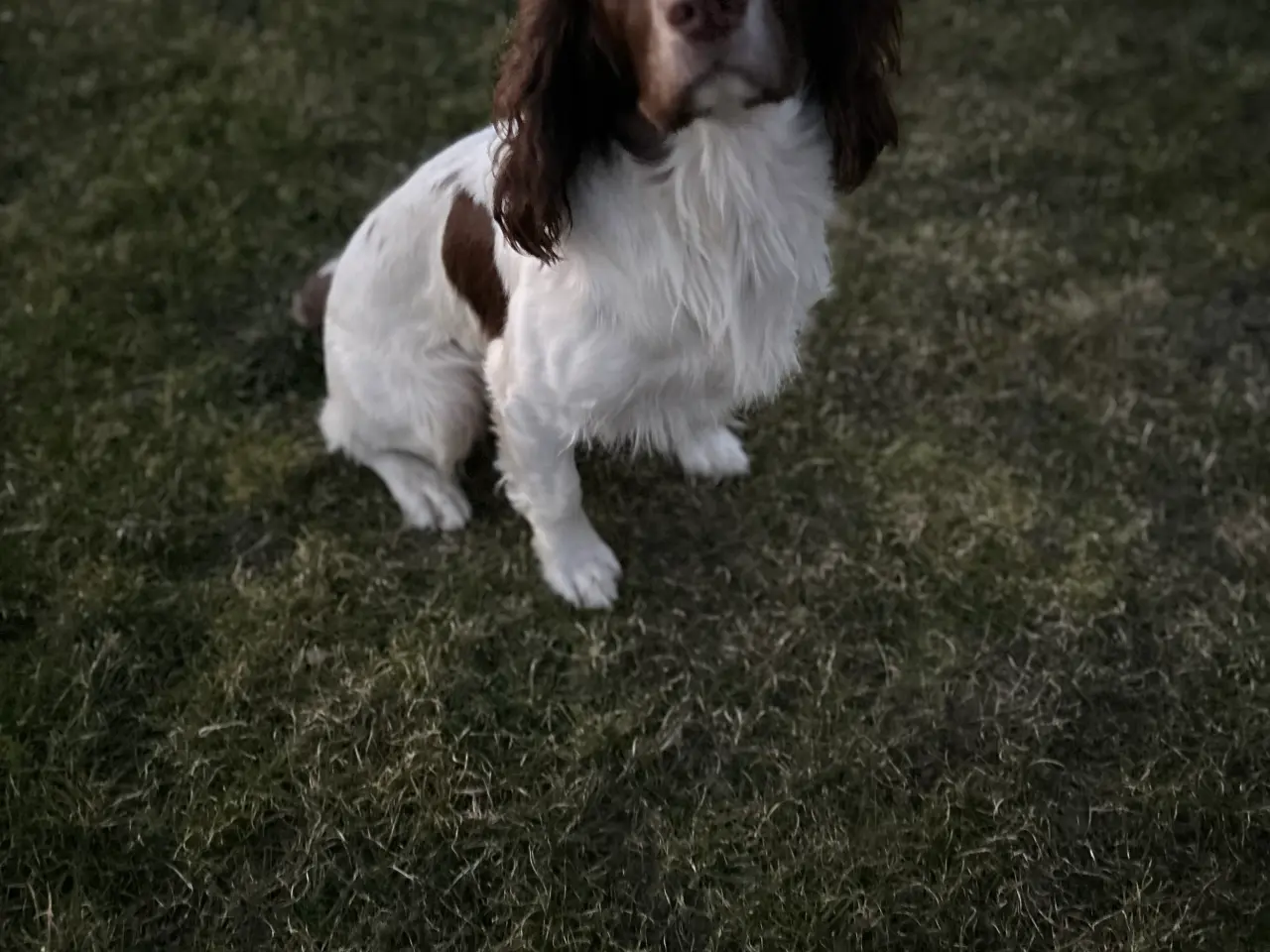 Billede 3 - Ft. Springer spaniel sælges