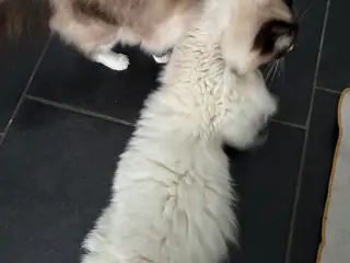 Far British Longhair, Mor Ragdoll.