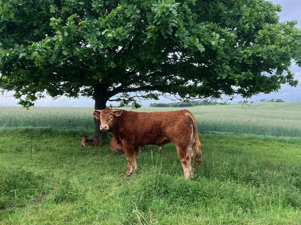 Billede 1 - Limousine ungtyr med horn