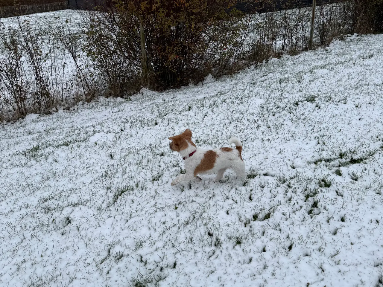 Billede 13 - 7 fine Jack russel hvalpe 🐶