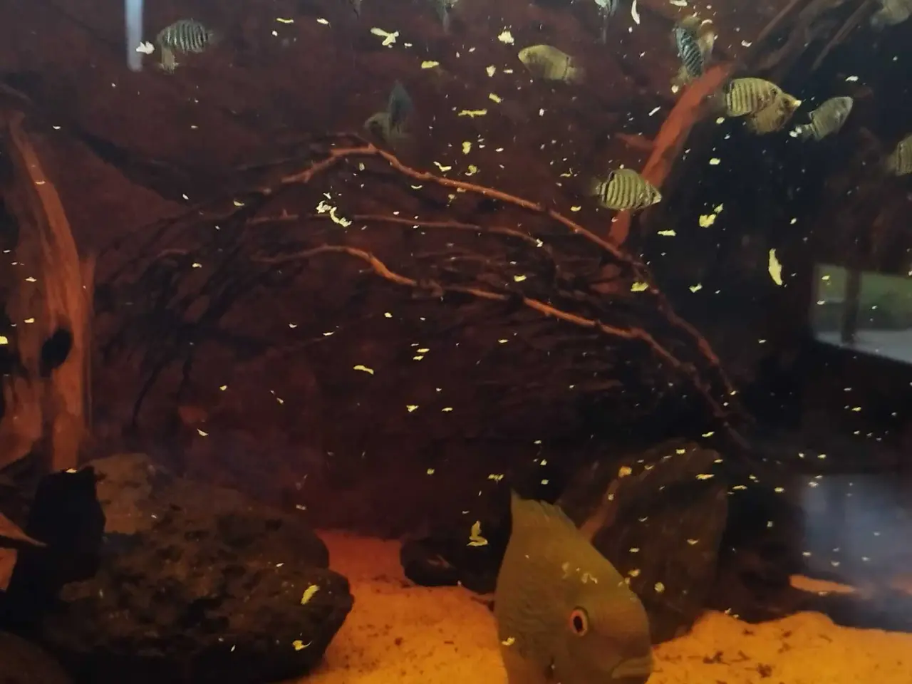 Billede 4 - green severum unger