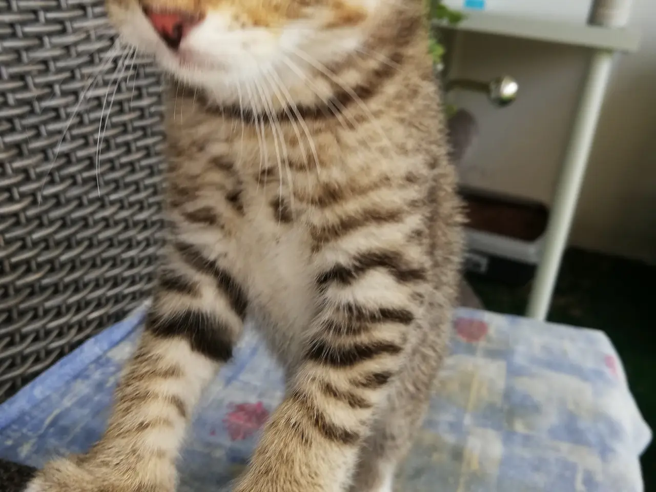 Billede 5 - Tiger – charmerende Scottish Fold han søger kærlig