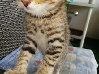 Tiger – charmerende Scottish Fold han søger kærlig - 5