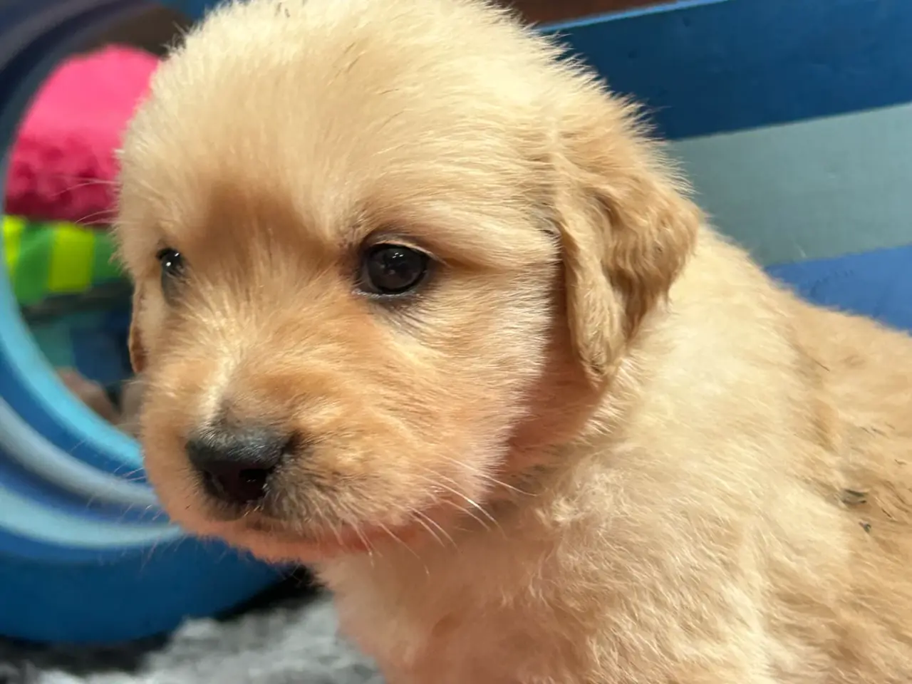 Billede 9 - Golden Retriever hvalpe
