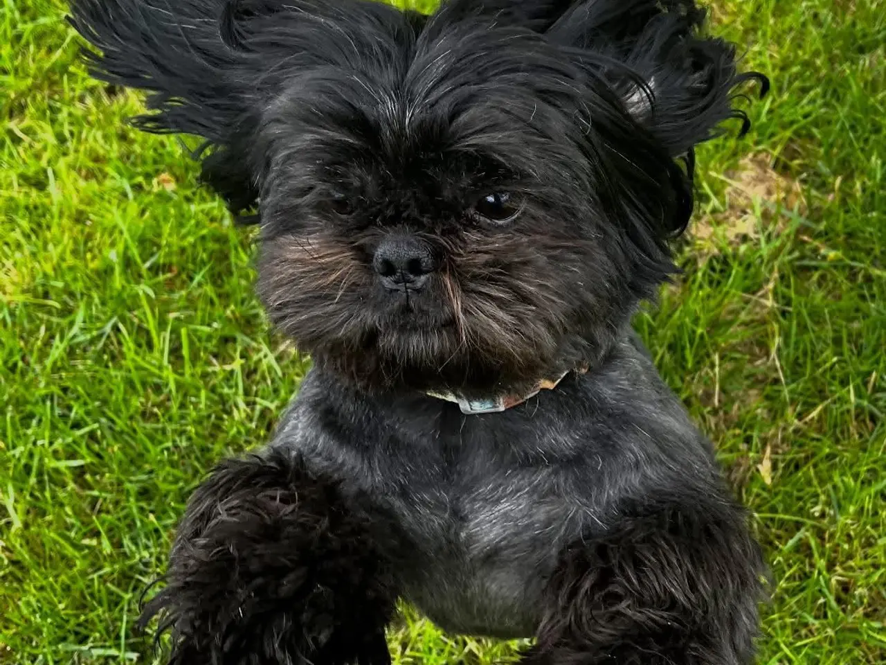 Billede 5 - Hanhund med DKK-stamtavle