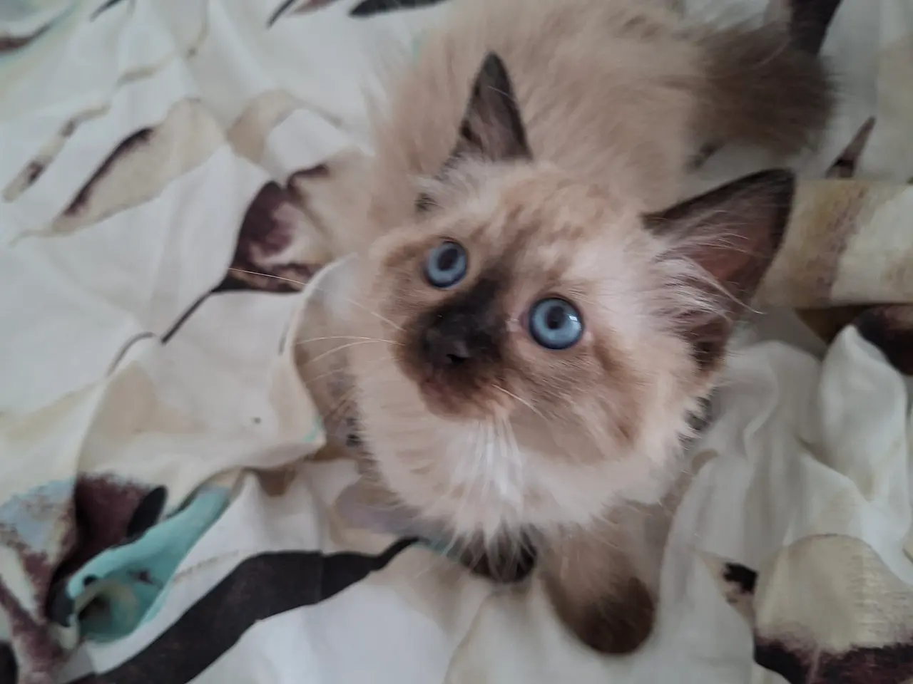 Billede 13 - Skønne Ragdoll killinger 🐾🤎