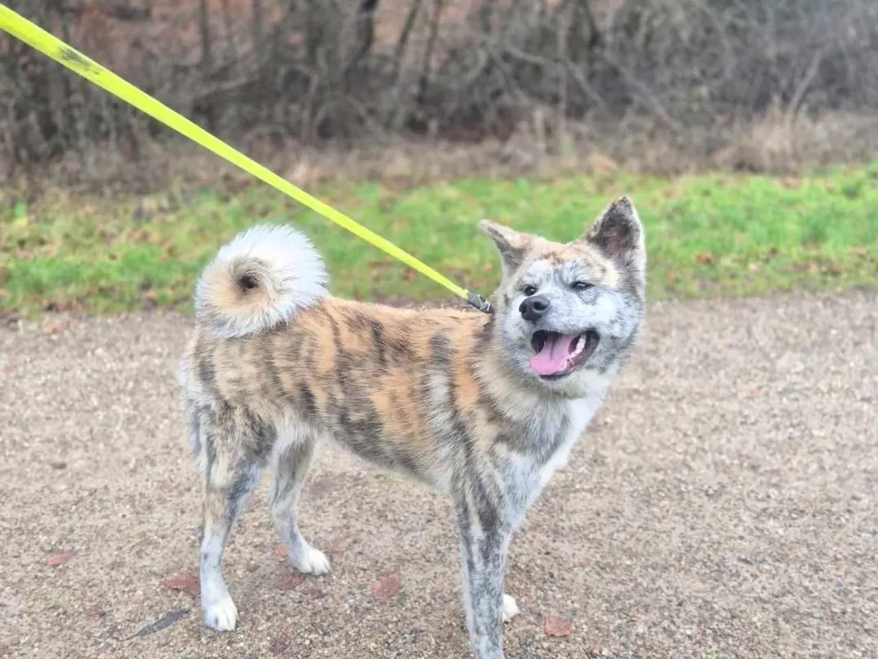 Billede 1 - Japansk Akita