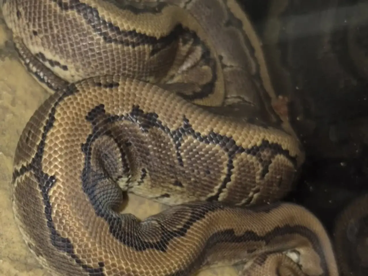 Billede 3 - Pinestripe 66% DH Lavender albino pied