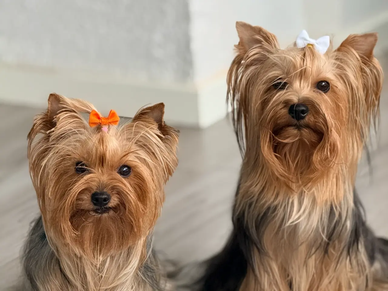Billede 7 - Yorkshire Terrier Hvalpe