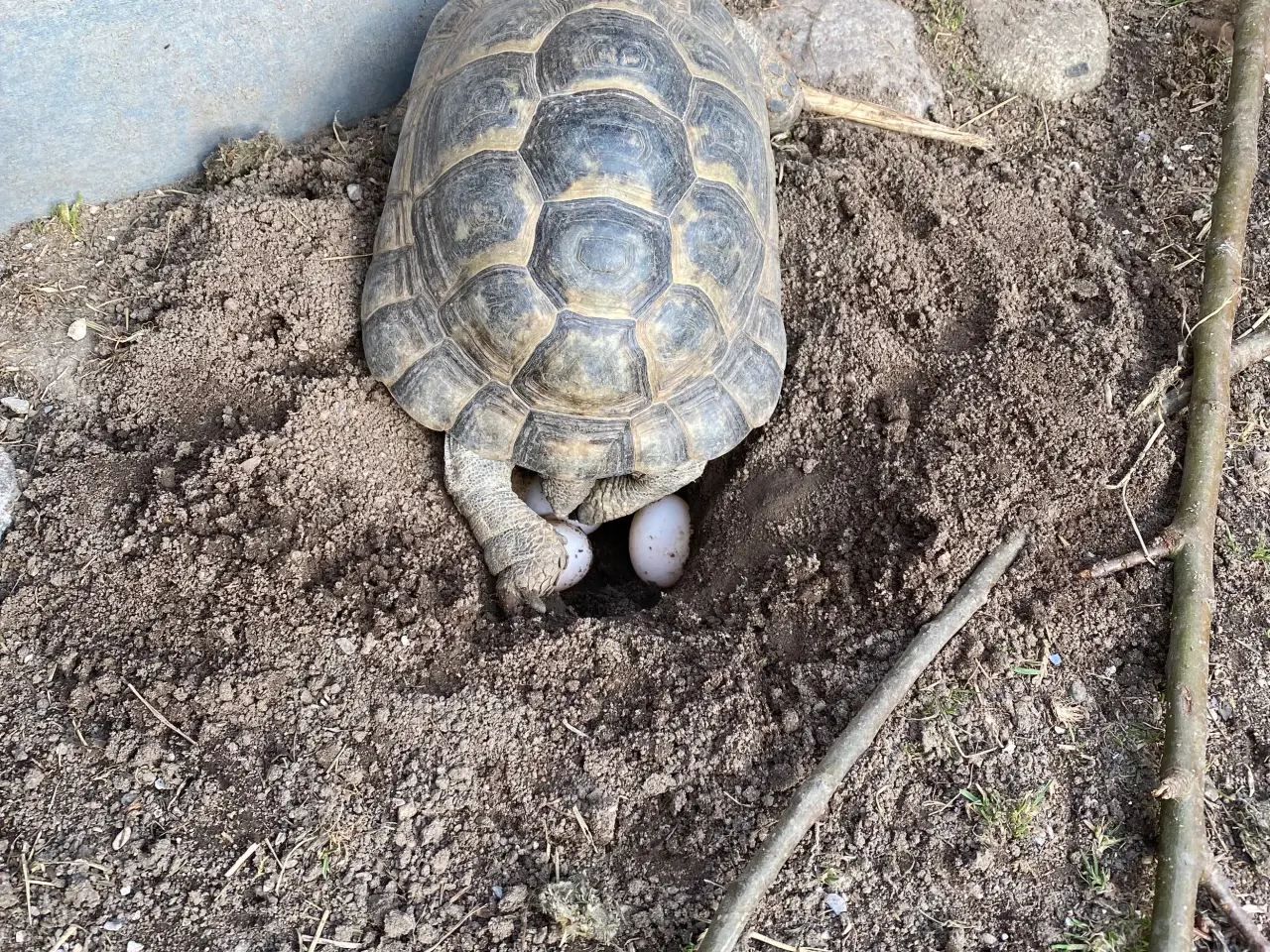 Billede 6 - Landskildpadde