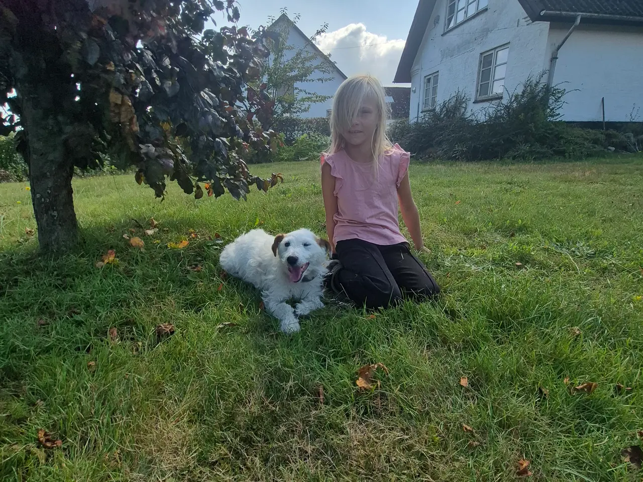 Billede 2 - Jack russel terrie