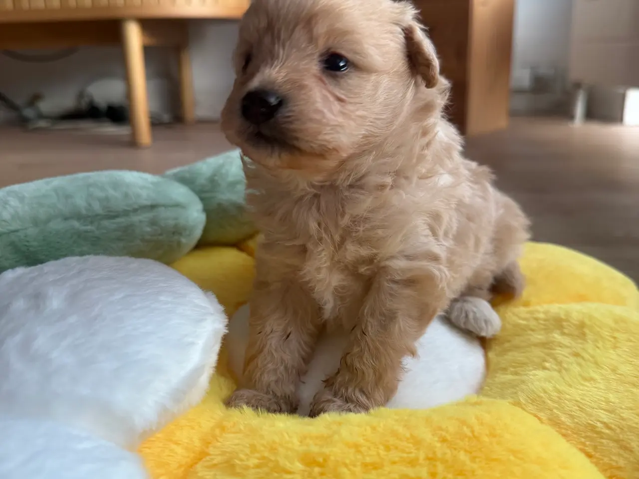 Billede 8 - Pomapoo hvalp ❤️