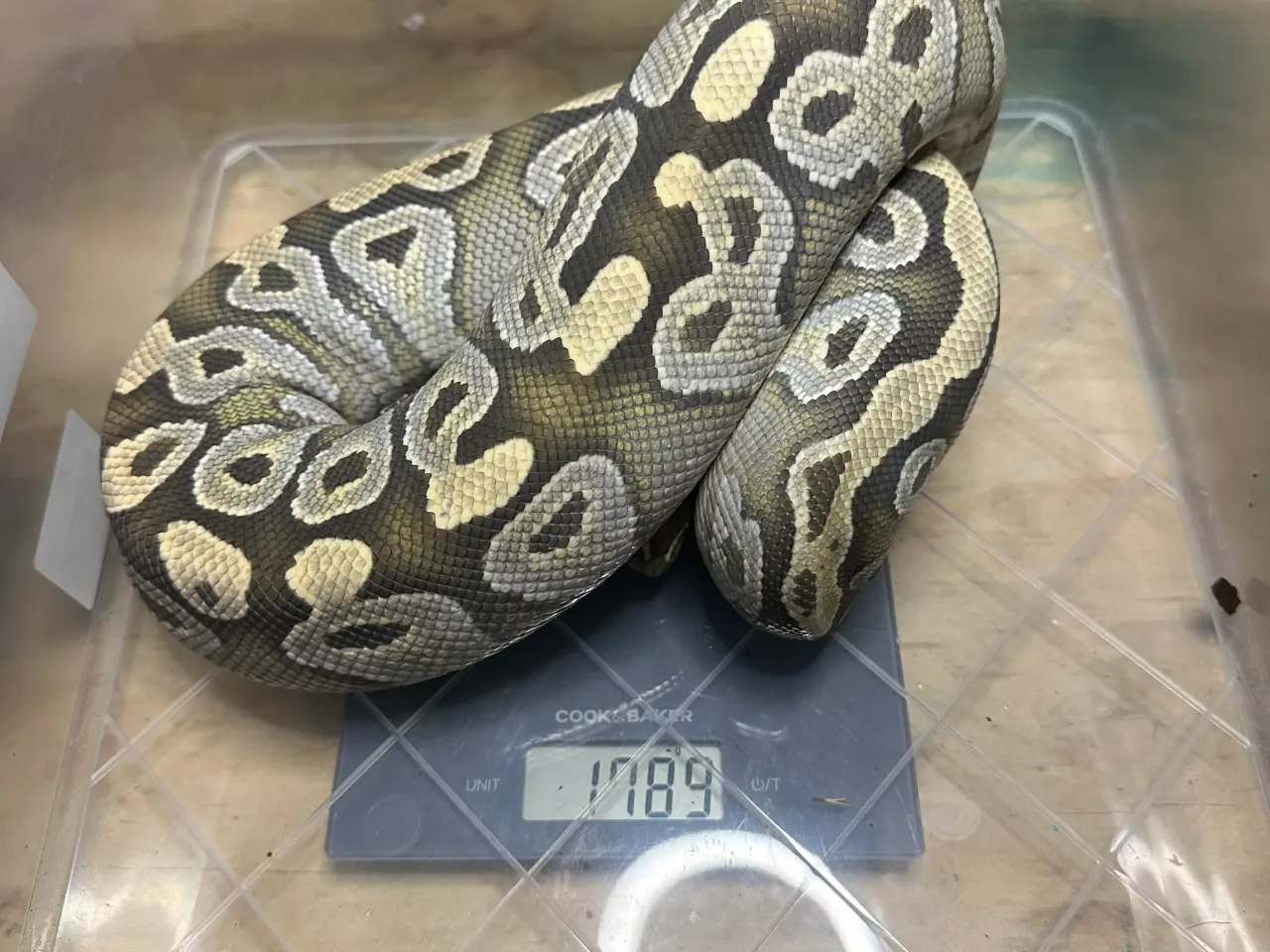 Billede 5 - Konge Python plug and play