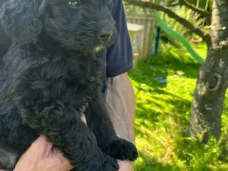 Bernerdoodle hvalpe