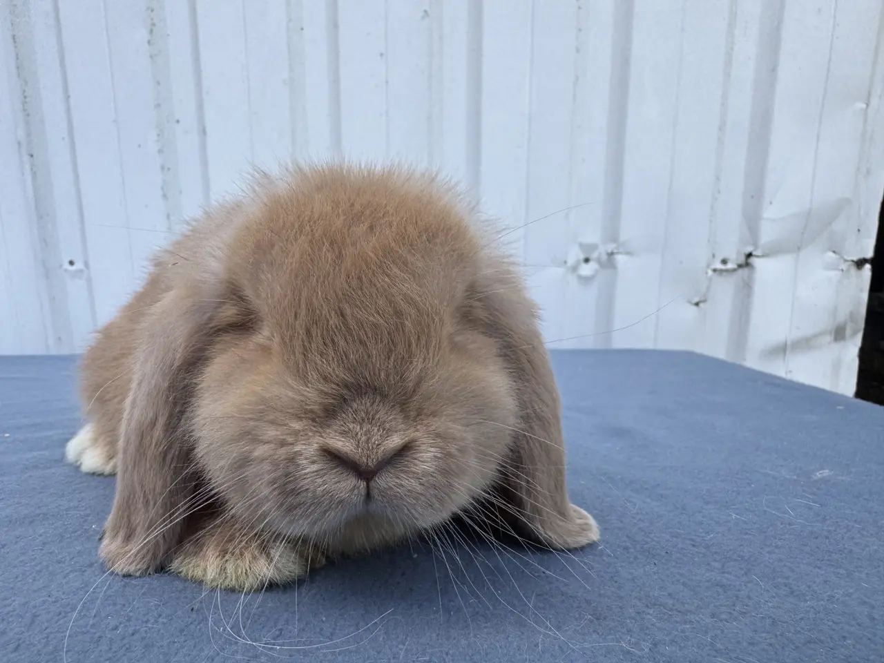 Billede 5 - Mini lop hankanin 