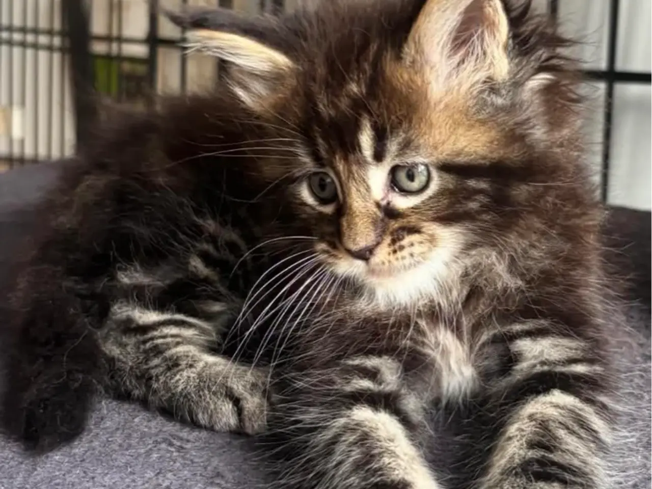 Billede 9 - Maine Coon