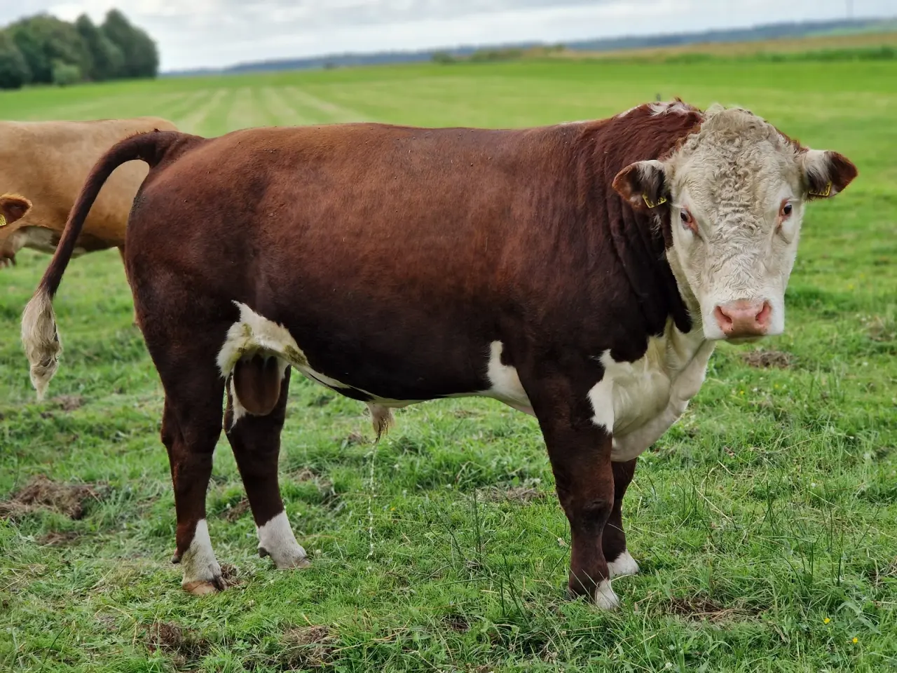 Billede 1 - Hereford tyr