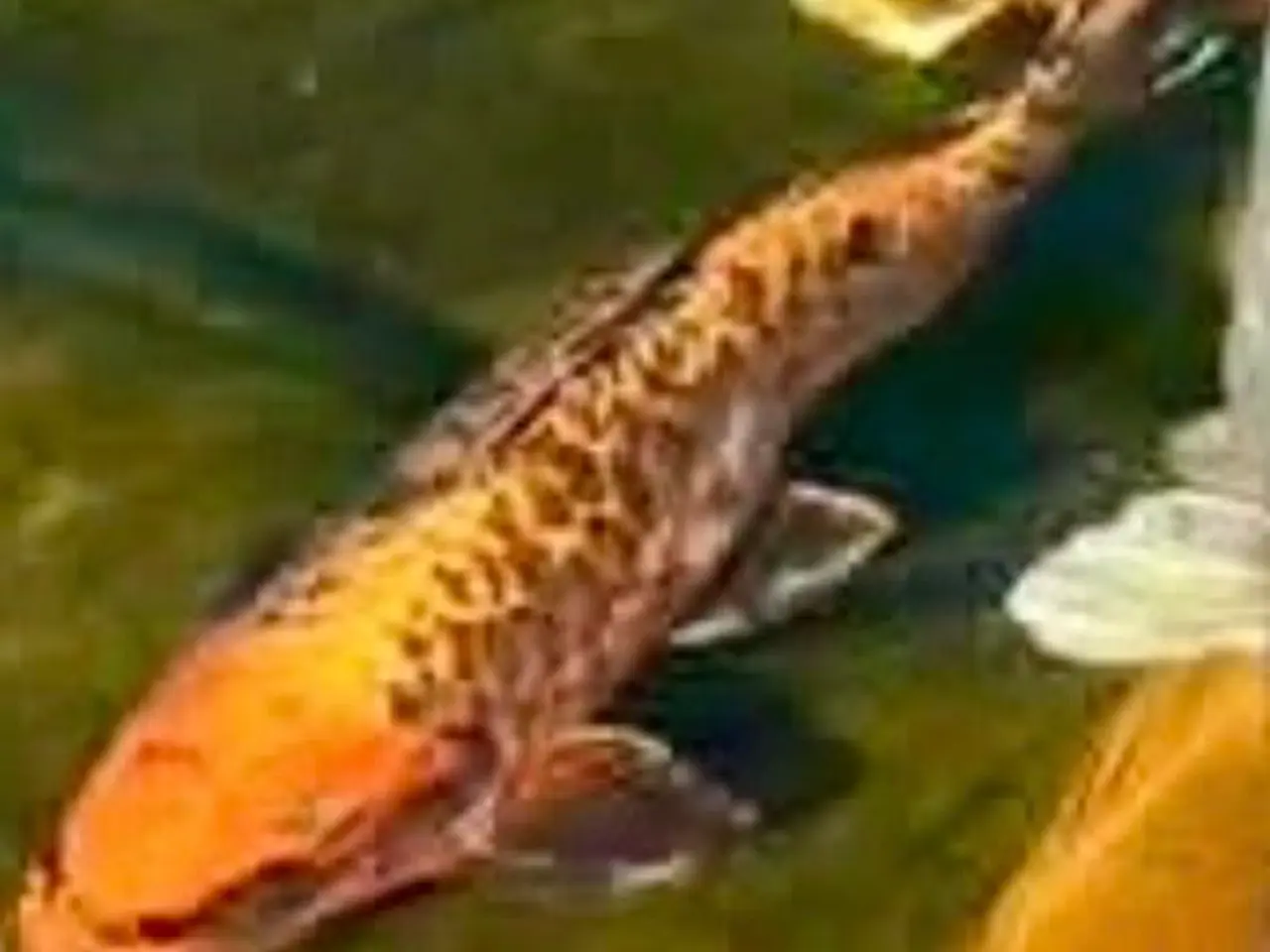 Billede 3 - 6 Koi SAMLET