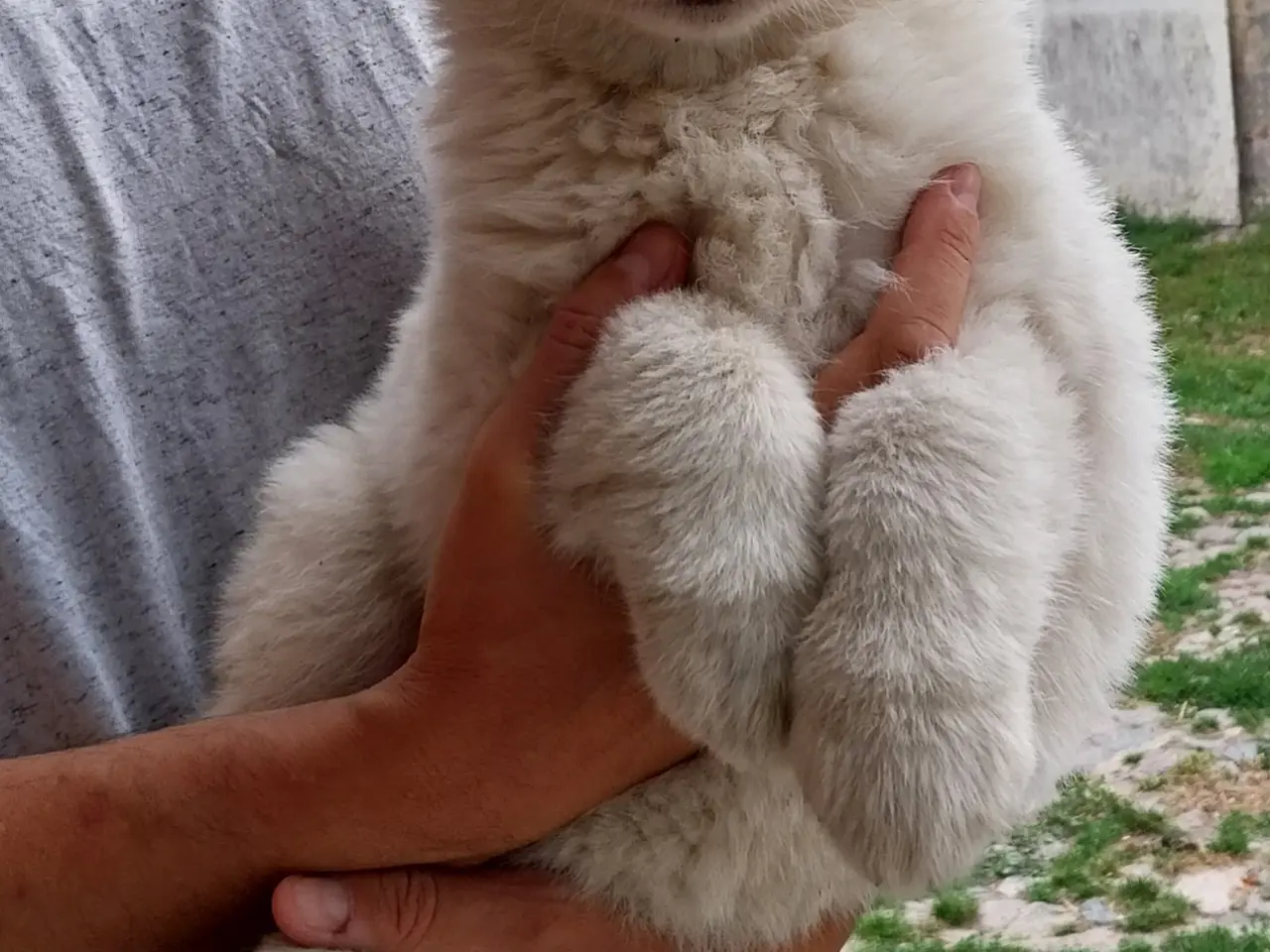 Billede 4 - Siberian Husky/Alaskan Malamute/Samojede