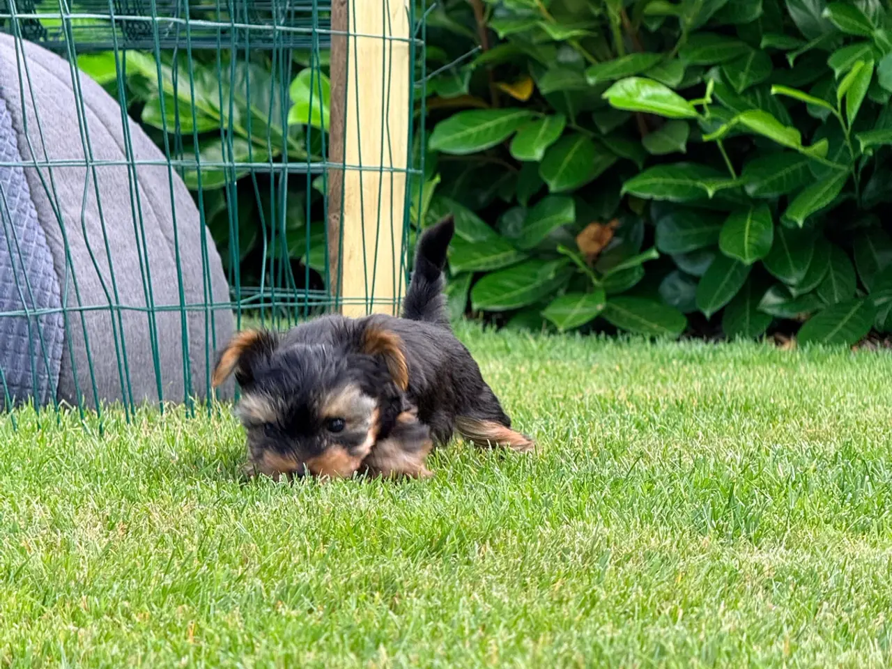 Billede 4 - Yorkshire Terrier leder efter nye familie
