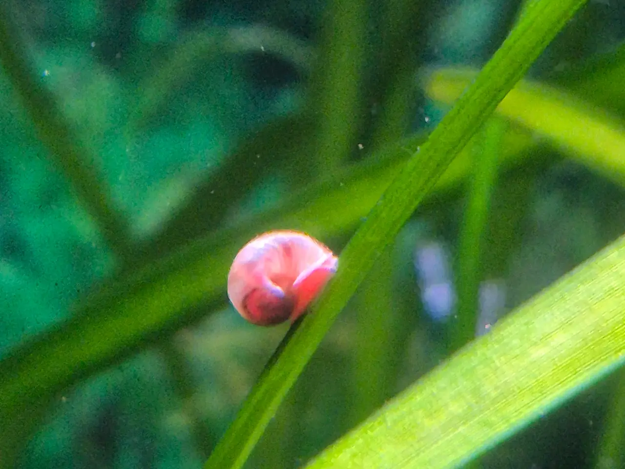 Billede 1 - Posthus snegle