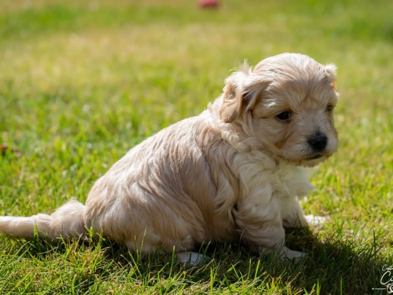 Billede 4 - Maltipoo drenge søger nye familier💙