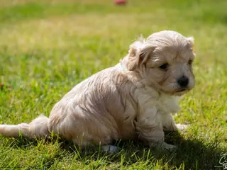 Maltipoo drenge søger nye familier💙 - 4