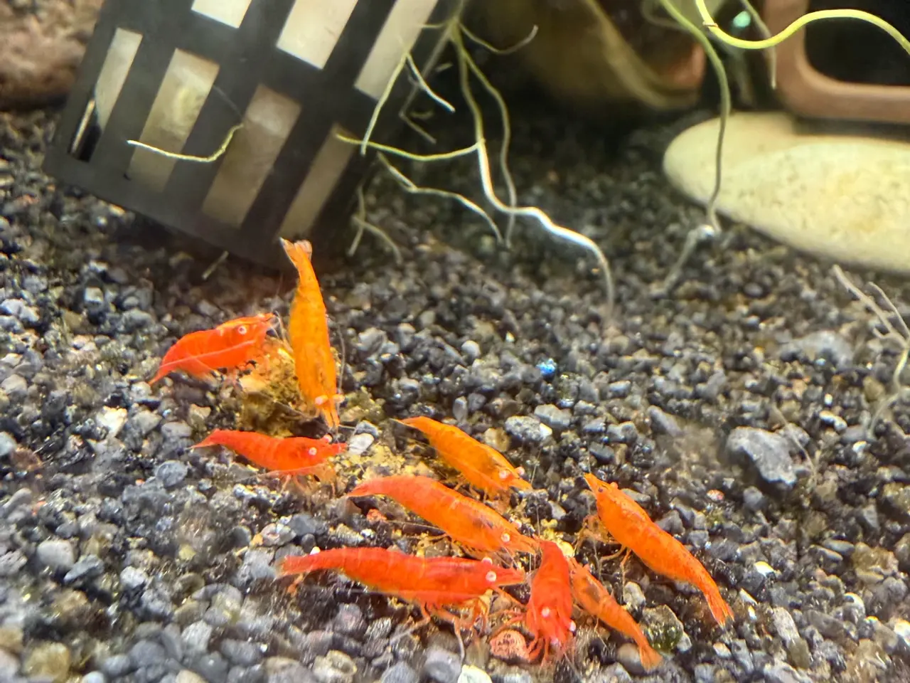 Billede 4 - 🧡 Orange Sakura Shrimp OE / Orange OE Neocaridina