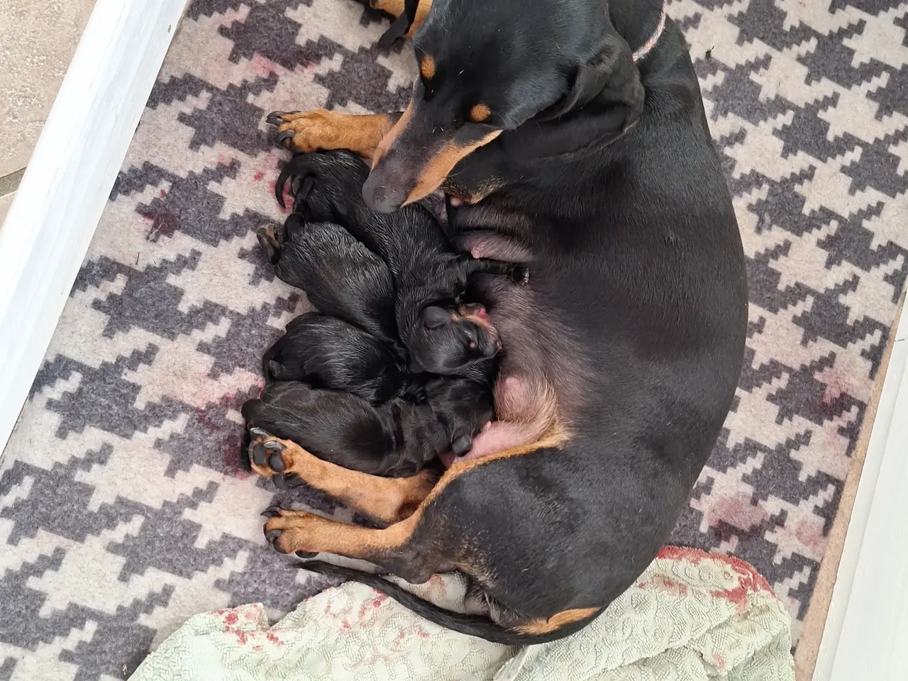Billede 3 - Gravhunde hvalpe