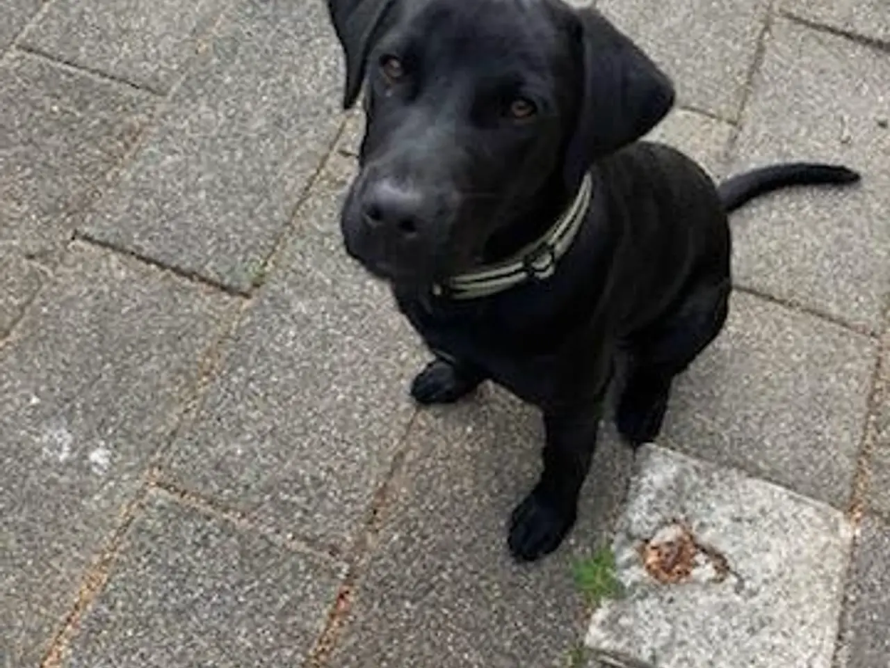 Billede 3 - Labrador/retriver/staffordshire bullterrier