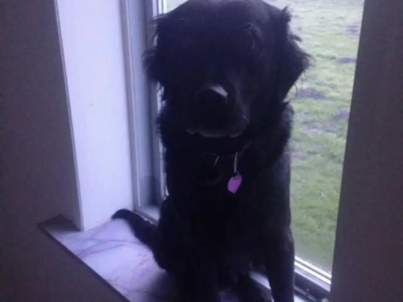 Billede 1 - Hund søges