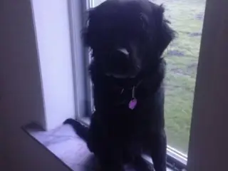 Hund søges