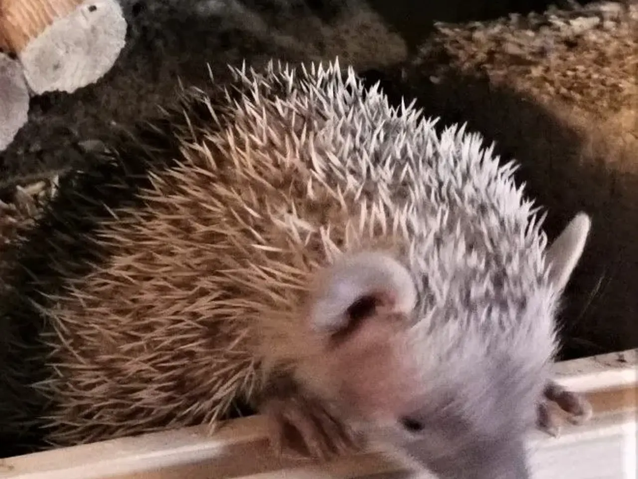 Billede 6 - Tenrec 