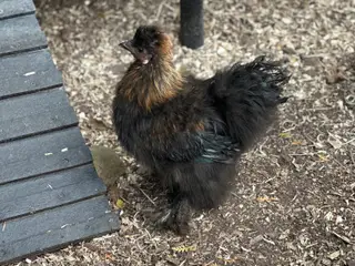 Silkie hane til afhentning