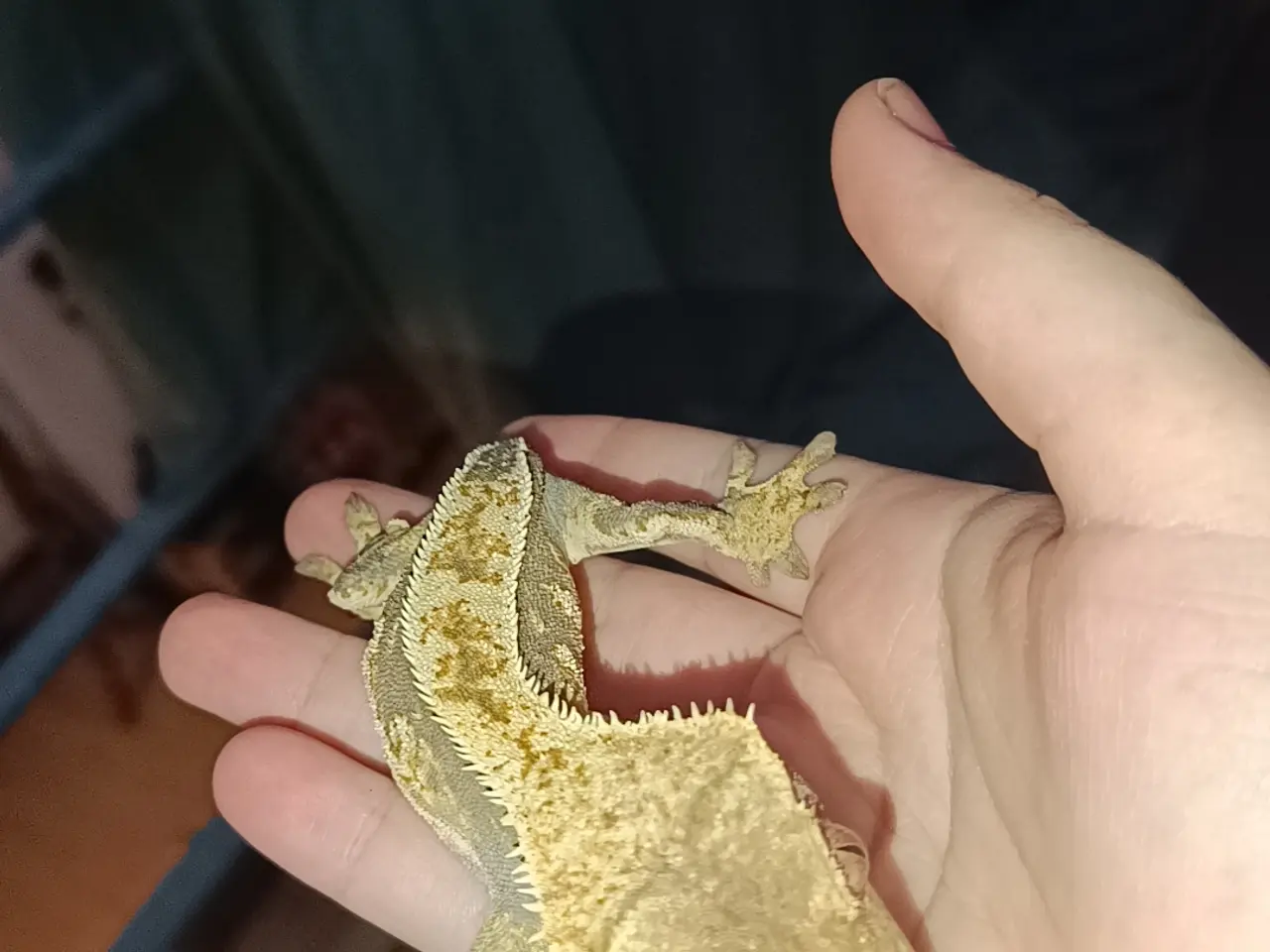 Billede 2 - De sødeste Krone gekko brødre