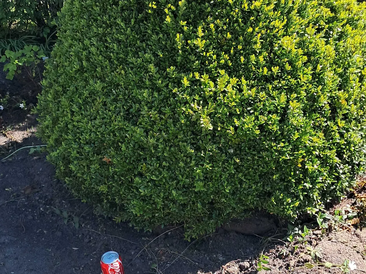 Billede 3 - Flotte planter bortgives 